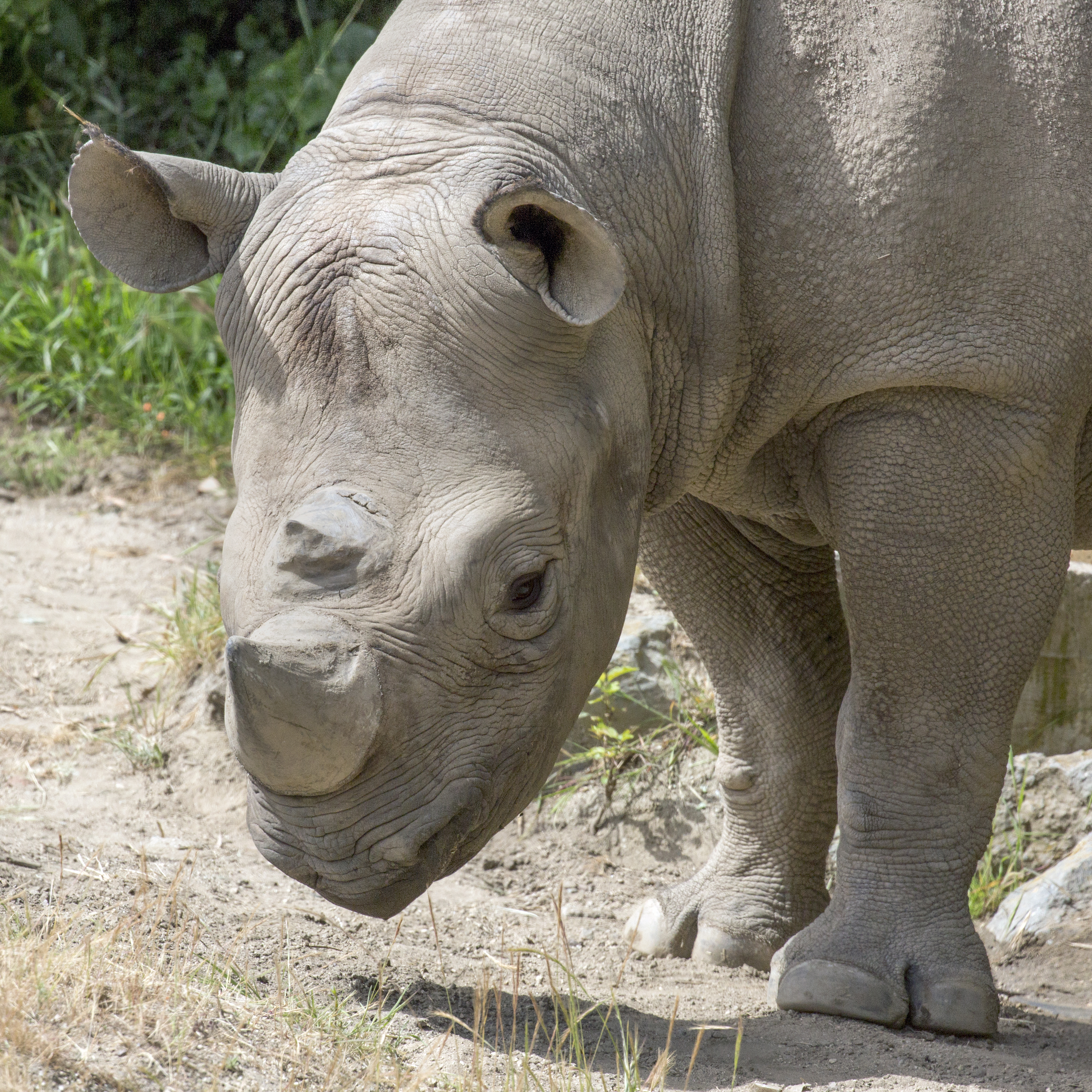 Endangered Species Weekend