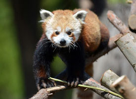 San Francisco Zoo Adopt A Red Panda
