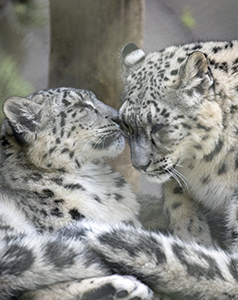 Valentine Adopt-an-Animal