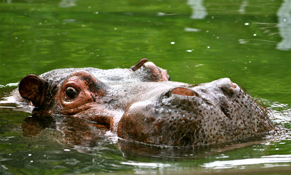 San Francisco Zoo - Hours