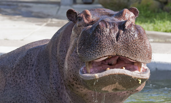 img_hippo_mh_large.jpg