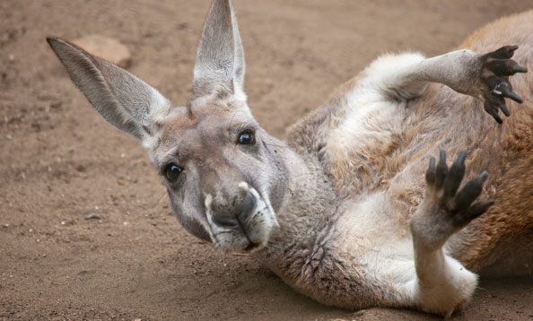 1000+ images about Red kangaroo reference on Pinterest | Red kangaroo