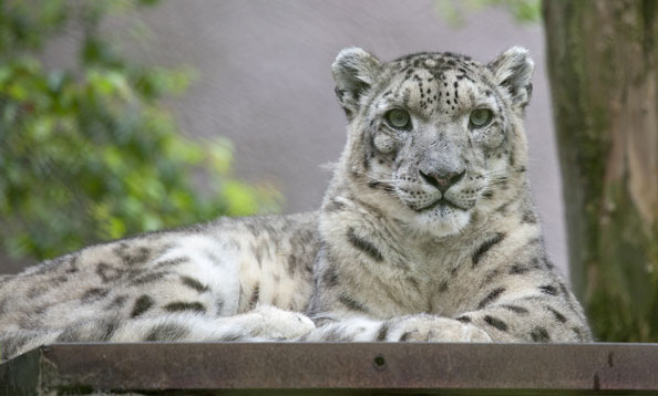 Captive Breeding Programs For Snow Leopards Diet