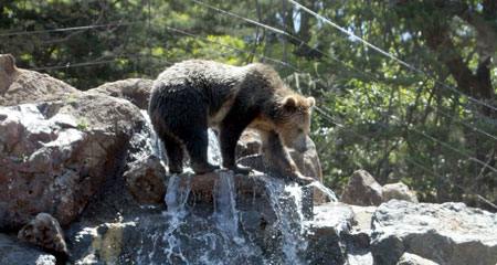 Sf Zoo Animals List