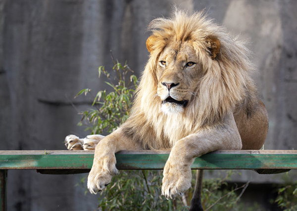 African Lion - San Francisco Zoo & Gardens