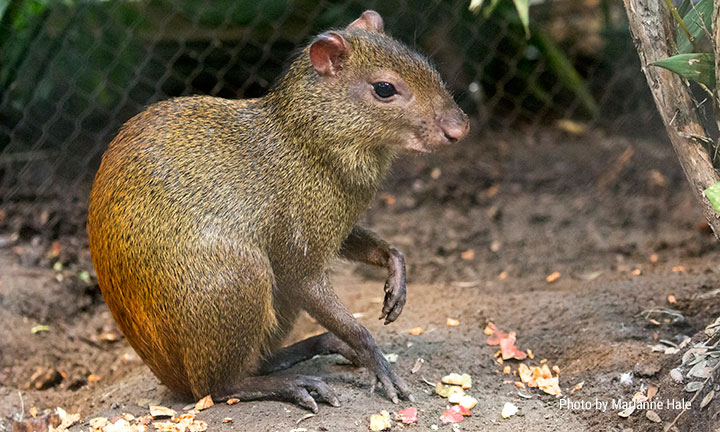 red rumped agouti adaptations red rumped agouti adaptations