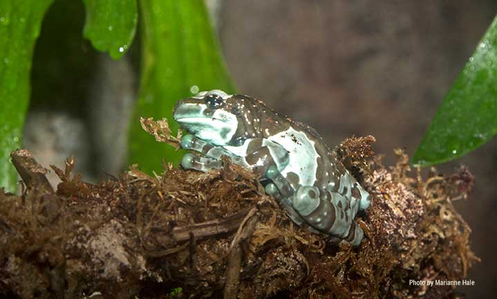 Amazon-Milk-Frog-MH-2