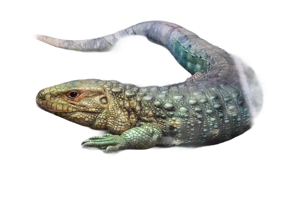 Motagua spiny-tailed iguana