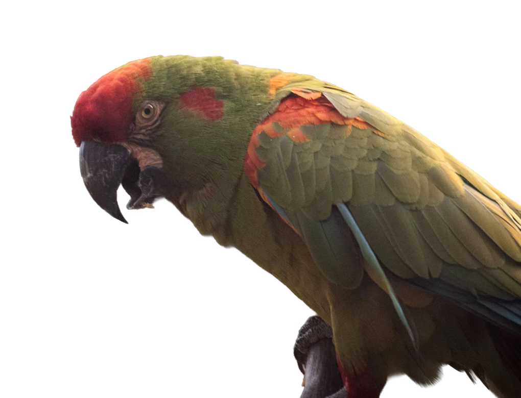 Red-fronted Macaw