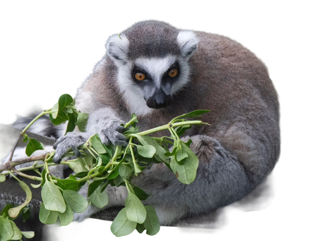 Ring-tailed lemur