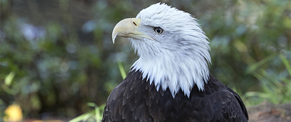Bald Eagle 595x250