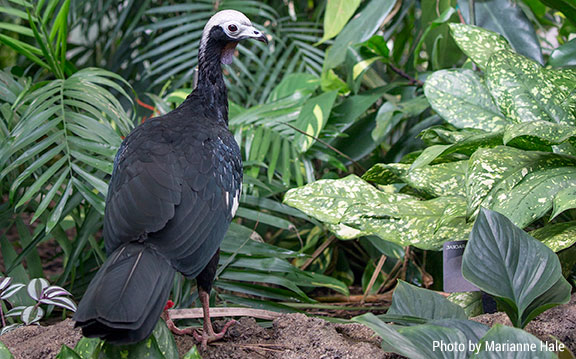 Protecting the Blue-throated Piping Guan