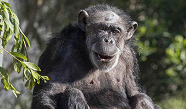 ChimpanzeeMaggie2 595x350
