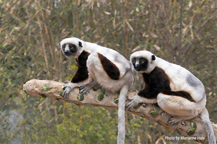 Coquerel's-sifaka-MH-1