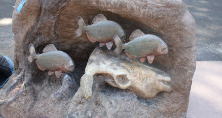 Fish-IMG_5225