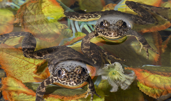 Frog,Yellow-legged 595x350