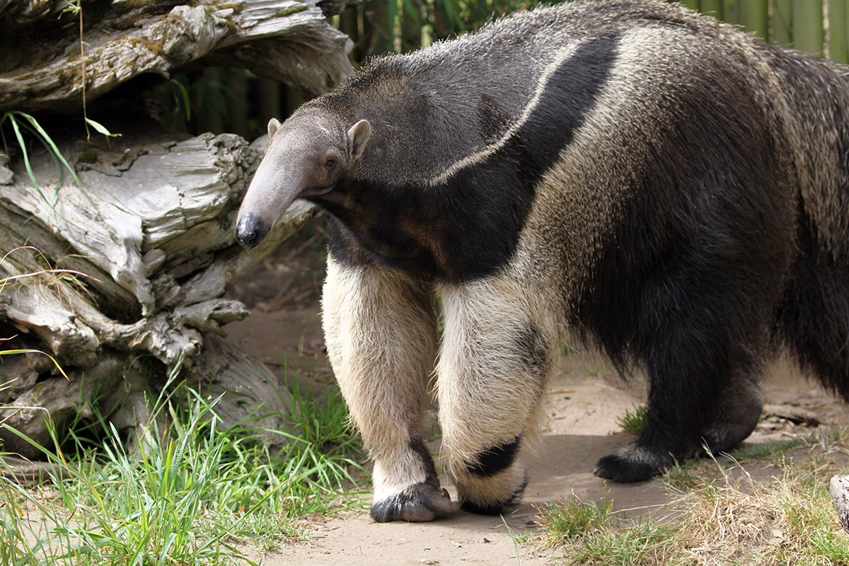 Giant anteater