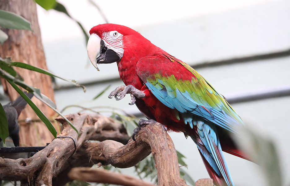 Green-winged Macaw