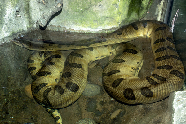 Green Anaconda - San Francisco Zoo & Gardens