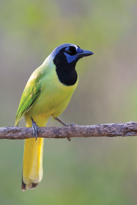 Green_jay