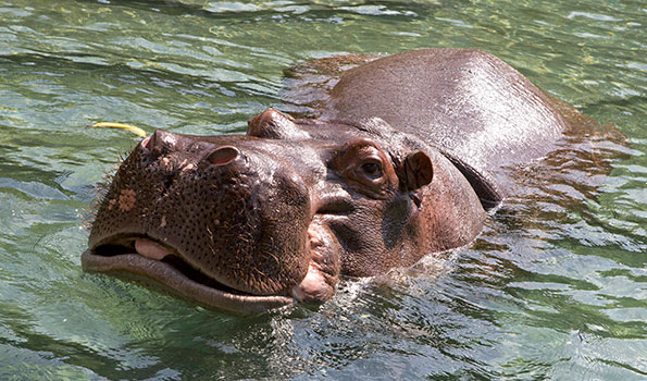 Hippo-adopt-595x350-MH