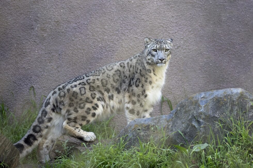 Snow Leopard San Francisco Zoo & Gardens