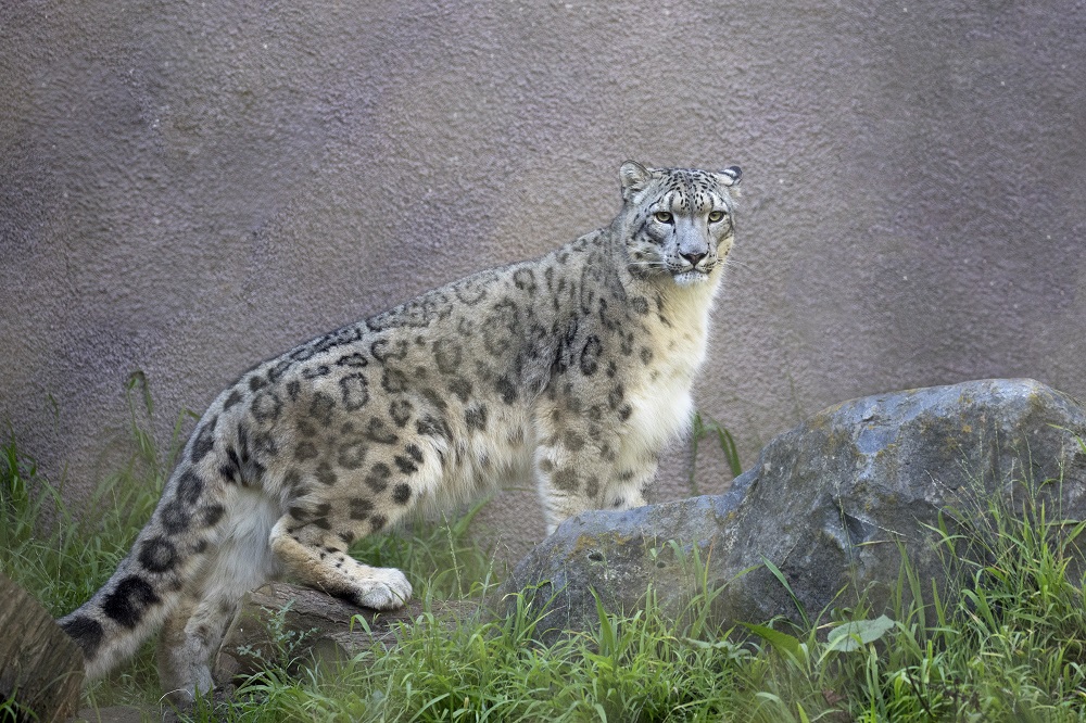 IMG_3497edited1SnowLeopardsRaj