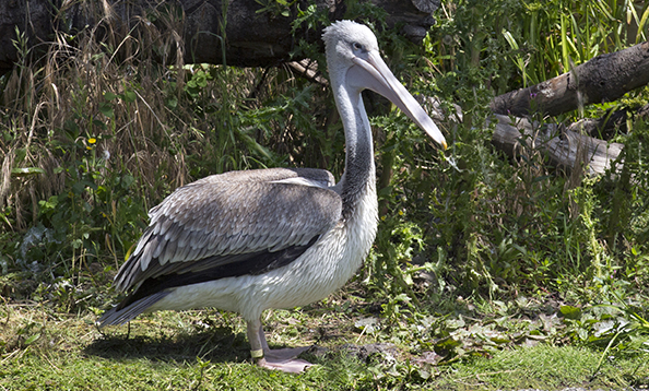 How to hold a virtual memorial service - New Pelican
