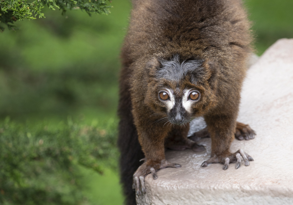 Misforstå Enlighten Forudsige Red-bellied Lemur - San Francisco Zoo & Gardens