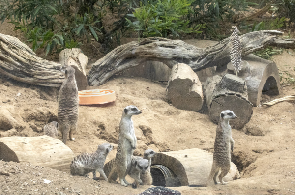 IMG_5482edited1Meerkats2020_RESIZE