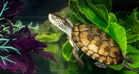 IMG_7454edited1WesternPondTurtle