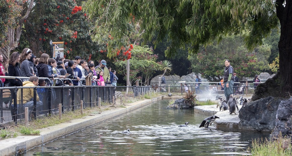 Animal Connections & Feedings - San Francisco Zoo & Gardens