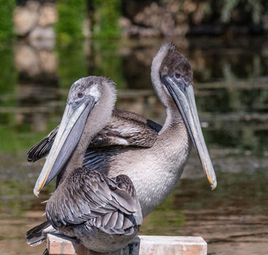 How to hold a virtual memorial service - New Pelican