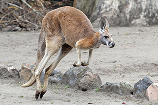 Kangaroo 595x350