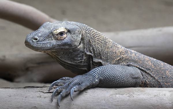 komodo dragon facts