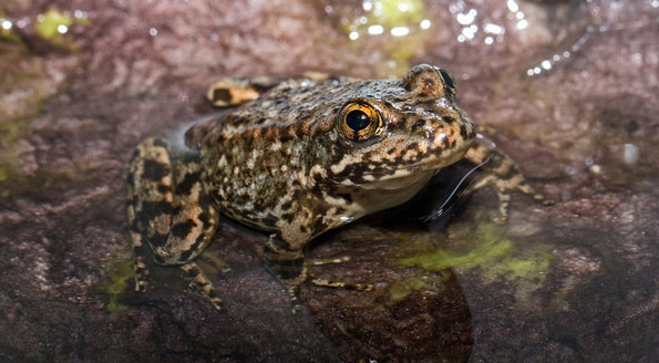 Local-Conservation-Efforts