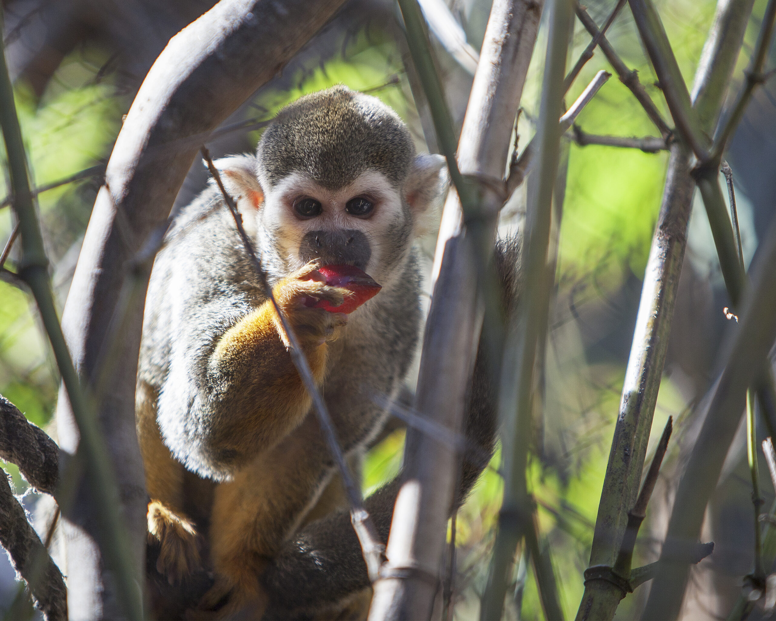 squirrel monkeys eating