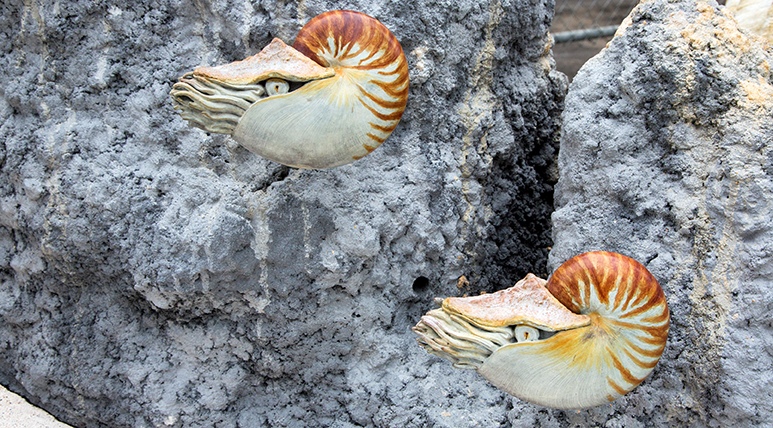 _MG_4079edited1Nautilus