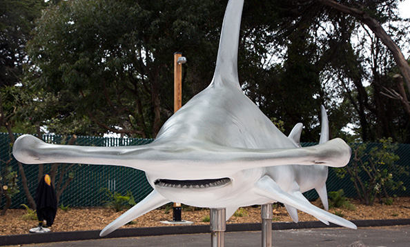 _MG_4108edited2HammerheadShark