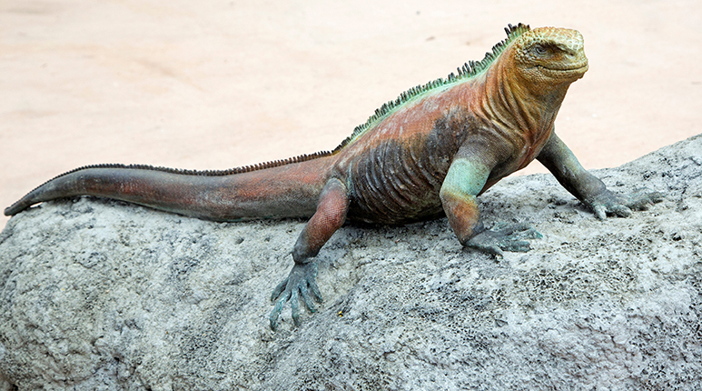 Galapagos marine iguana - San Francisco Zoo & Gardens