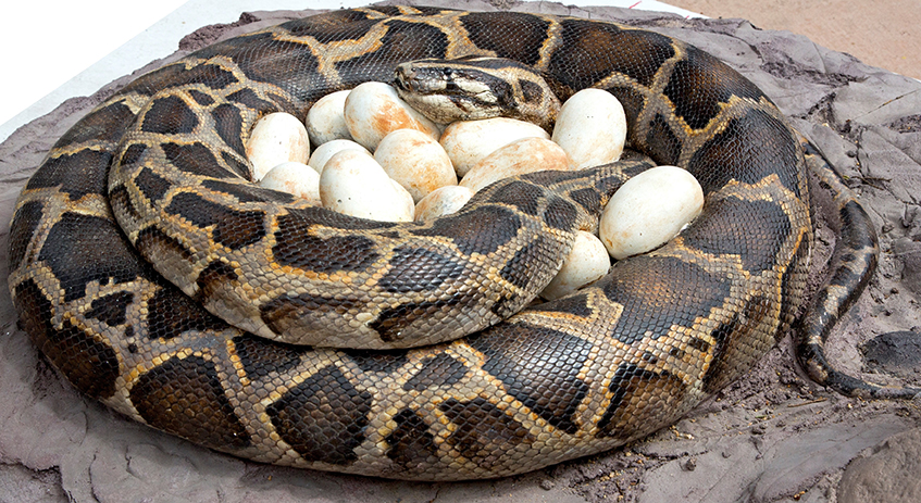 _MG_4160BurmesePythonWithEggs MH-1