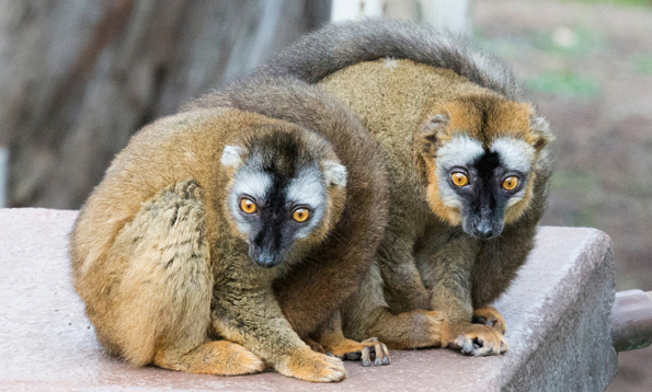 _MG_6327editedRedFrontedLemur-X2