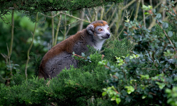 _MG_9635edited1CrownedLemur-X2