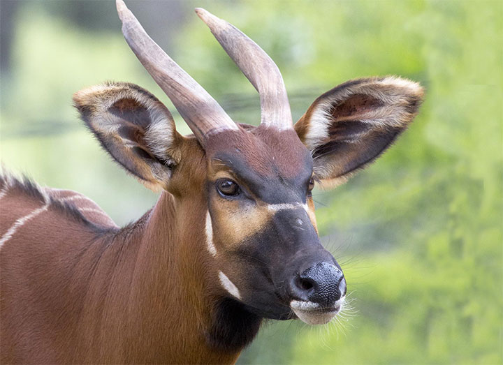 bongo animal