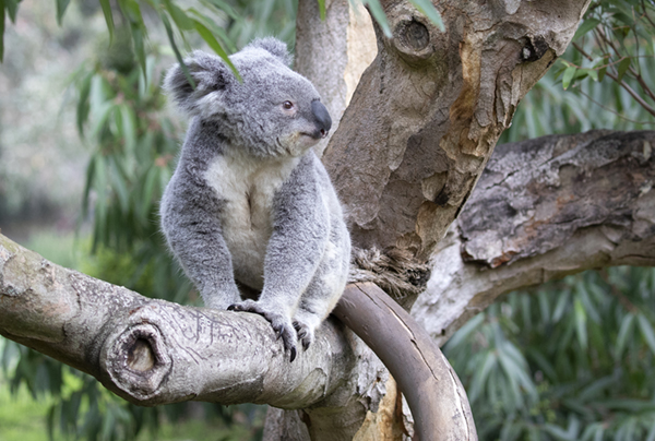 Koala guide: why do they have big noses, what they eat, and the