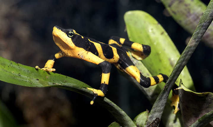 Panamanian golden frog MHedit