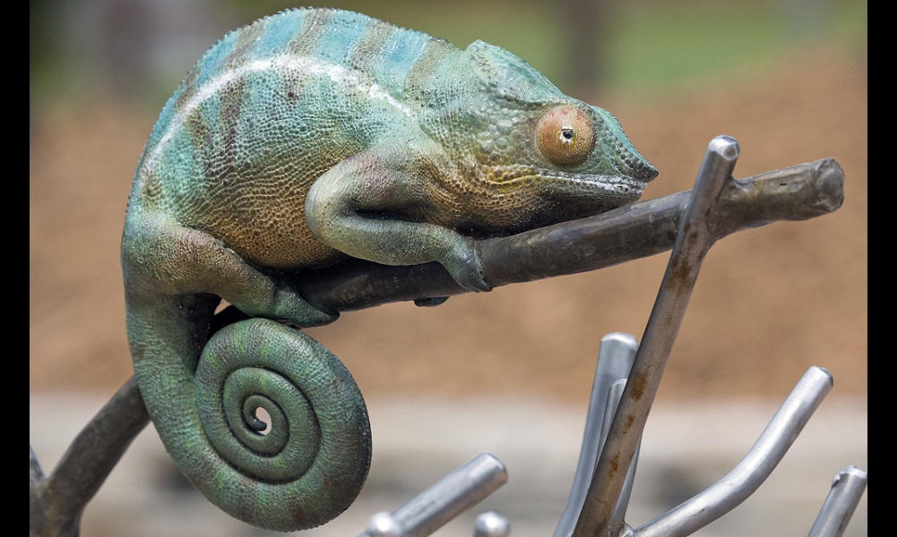 Panther chameleon MH