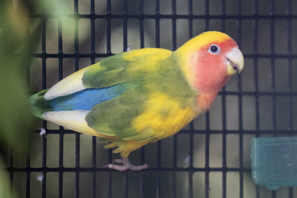 Peach Faced Lovebird In The Wild