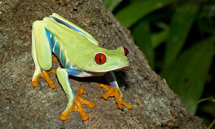 red eyed tree frog predators