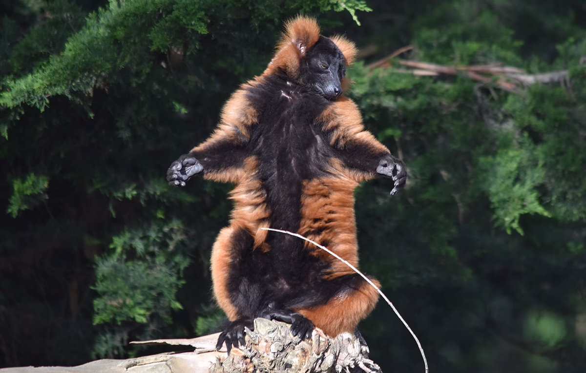 Red ruffed lemur